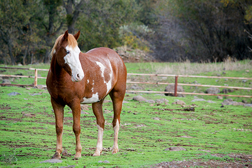 Therapist In Red Bluff
